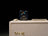 NU-X Solid Studio mkII Pedal - view 4
